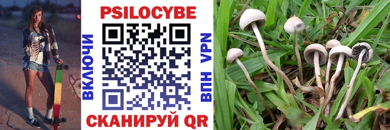 Псилоцибиновые грибы Cubensis  цены   Гай 